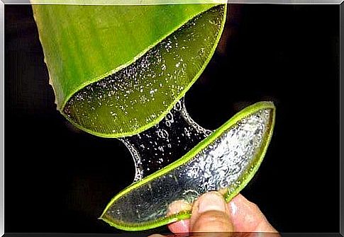 Aloe vera against constipation here's how to use it