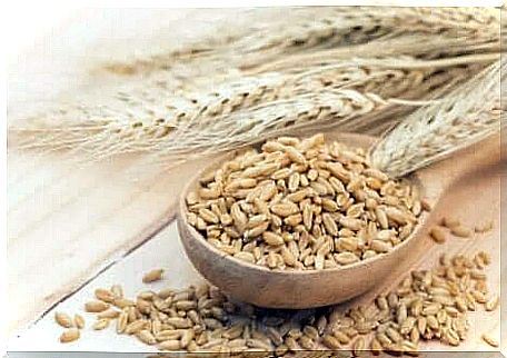 Barley grains, ear and spoon.