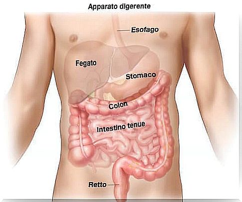 Digestive system