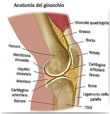 Knee anatomy.