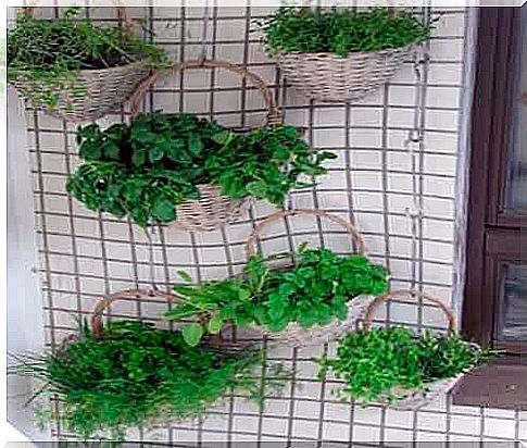 Indoor garden with hanging plants