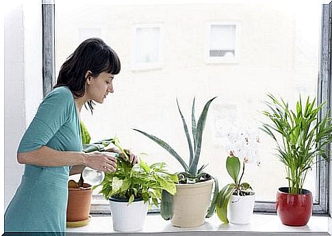 Indoor plants