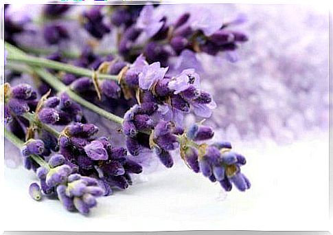 Lavender between herbal teas to calm anxiety