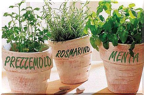 House plants, such as growing rosemary, parsley, and mint