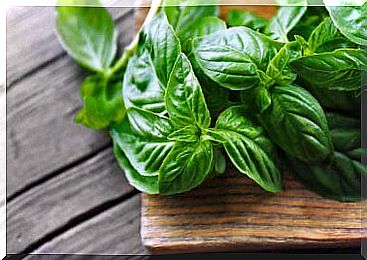 Fresh basil leaves