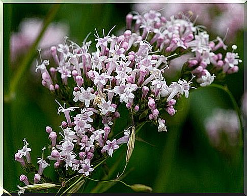 Valerian plant