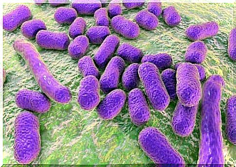 Bacteria spread in the summer.