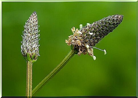 plantain irritable bowel syndrome