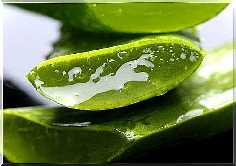 Aloe vera leaves