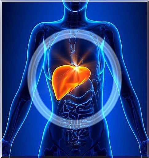 the liver performs a large number of functions