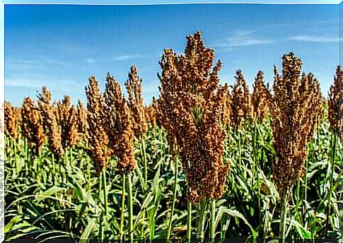 Sorghum: nutrition and how to use it in cooking