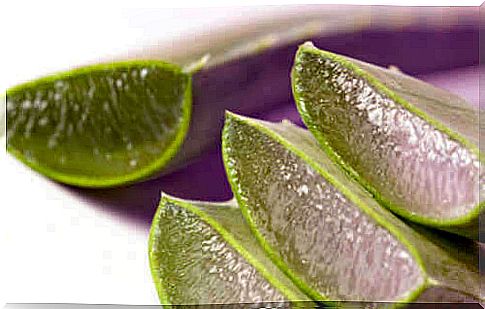 aloe leaves