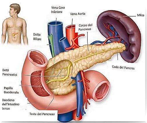 Symptoms of hypoglycemia and pancreas anatomy