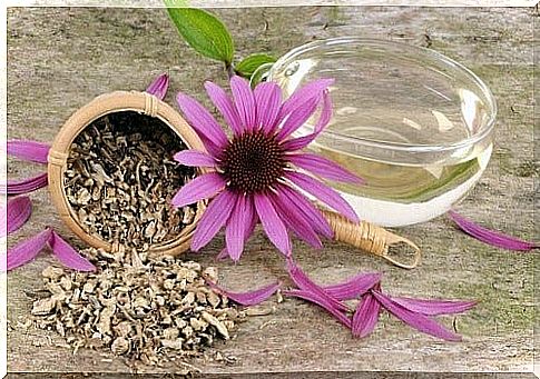 Echinacea