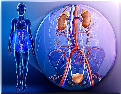 the kidneys are the main filtering system in our body