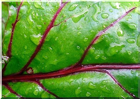 Beet leaf