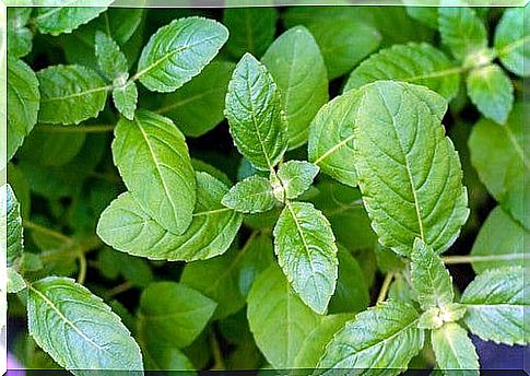 Benefits of basil.