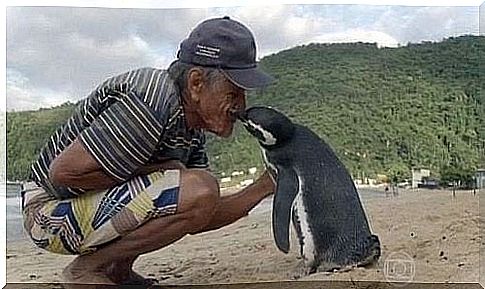 The penguin who visits the man who saved him every year