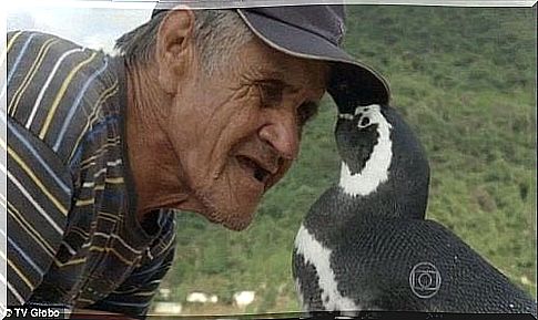 Brazilian penguin