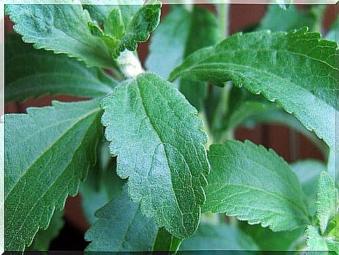 natural stevia